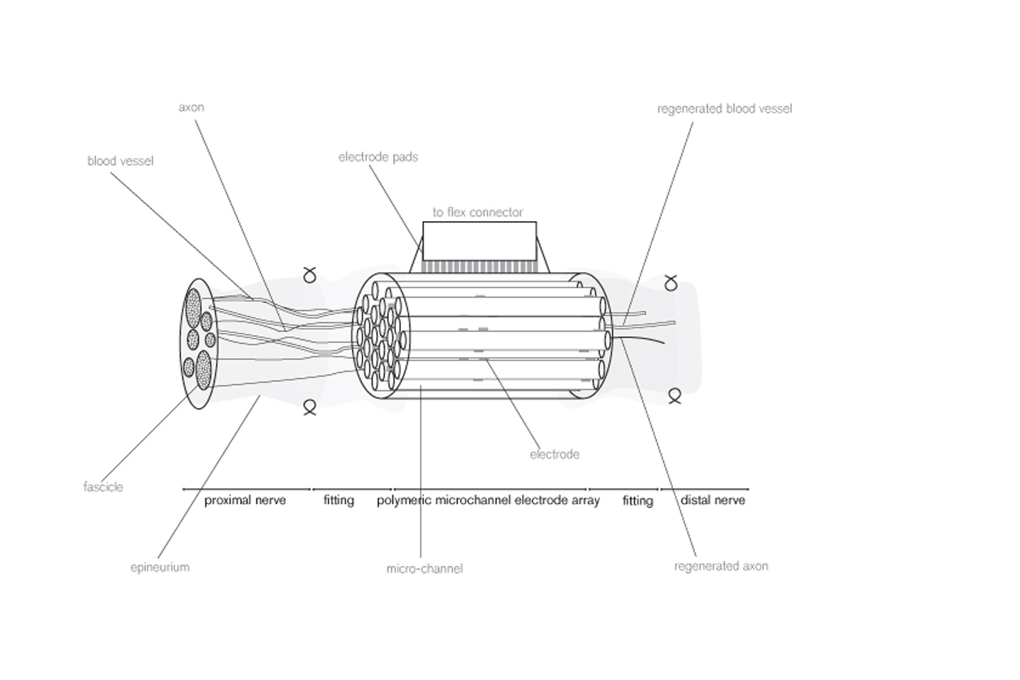 An axon regeneration implant diagram, showing the workings of the prosthetic. 