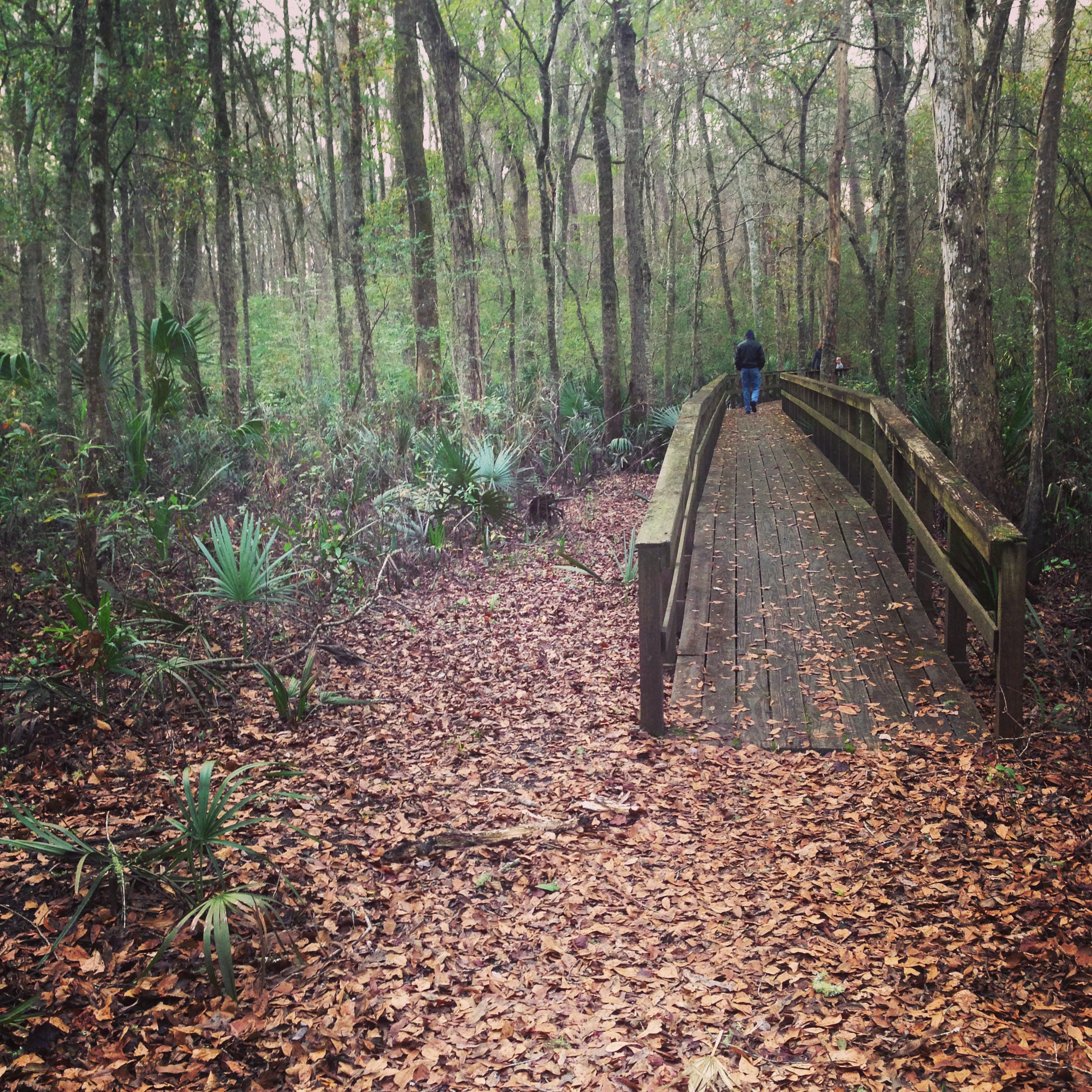 A lengthy wooden-plank ramp in the South Carolina woods, on which pedestrians can see cypress swamps and multiple species of other trees.